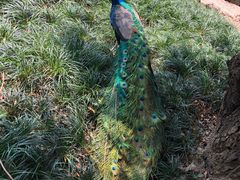 -瑞丽独树成林风景区