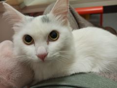 -伟伟宠物医院·瑞派猫友好医院·猫科(光谷店)