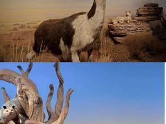 -陕西自然博物馆