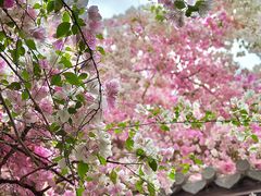 -深圳国际园林花卉博览园