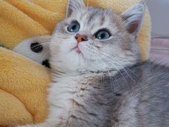 -lincat·猫舍(广州店)