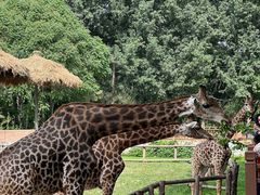 -北京野生动物园