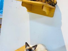 -Heymao猫咖.咖啡厅(东门店)