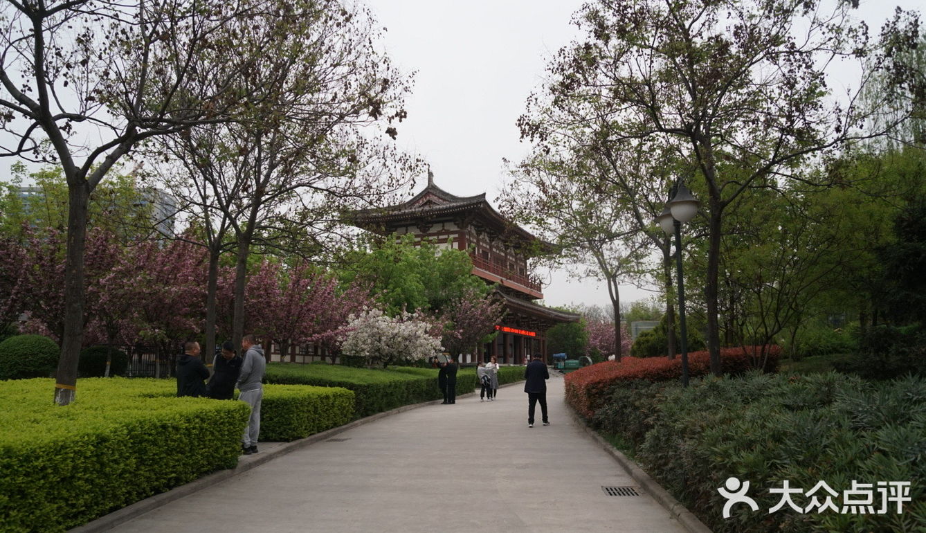 西安青龙寺乐游原踏青赏樱好地