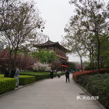 西安青龙寺乐游原踏青赏樱好地