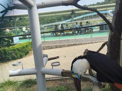 -西霞口神雕山野生动物世界