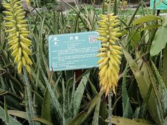 -广西壮族自治区药用植物园
