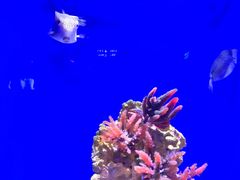 -北海海底世界