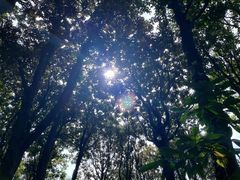 -上海共青森林公园