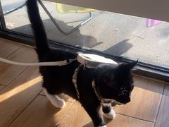 -瑞派·关忠动物医院猫科外科·异宠·24小时转诊中心(祥云店)