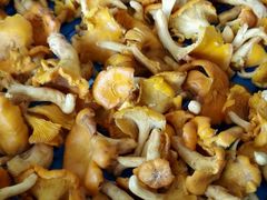 -野菌皇海景野生菌火锅(滨海大道店)