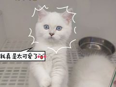 -lincat·猫舍(广州店)