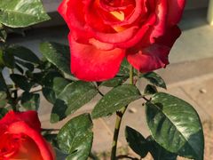 -人民公园(罗湖区)