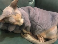 -猫色咖啡·猫咖