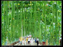 丝瓜长廊-北戴河集发农业梦想王国