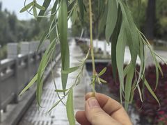 -伊犁河景区