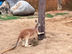 -泉州海丝野生动物世界