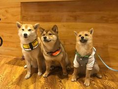 -柴务处·柴犬主题狗咖