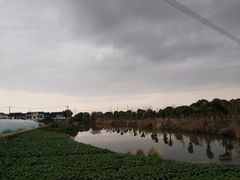 -喜杨洋草莓采摘园
