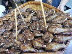 -邓氏兔头