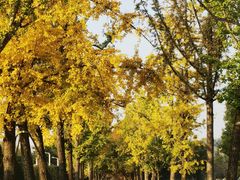 -重庆中央公园(渝北区)