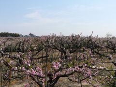 -南汇桃花村