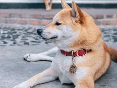 -柴犬高等学院·狗咖·柴犬售卖·宠物训练