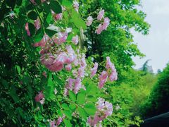 -颐和路民国时期公馆风貌区