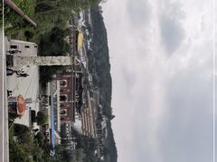 -塔尔寺-菩提树