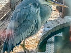 -青藏高原野生动物园