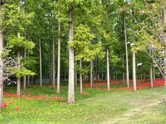 -黄海国家森林公园