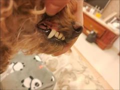 -宠福鑫康馨动物医院·骨科·眼科