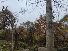 -大岭沟猕猴桃谷风景区