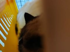-纳吉亚猫专科动物医院博雅分院