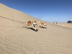 -金塔沙漠胡杨林景区