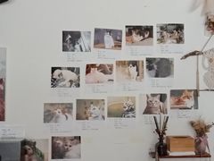-平行世界·猫咖(首经贸店)