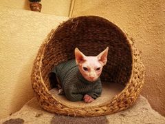 -猫友咖啡店(玉林西路店)