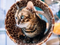 -飞行喵MR PILOT|猫舍·猫咖(静安大融城店)