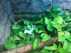 -上海大自然野生昆虫馆(东方明珠·爬宠昆虫探索中心)