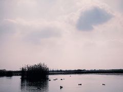 -盐城丹顶鹤湿地生态旅游区