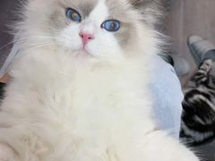-momokira米努特·德文卷毛猫·棉花面纱犬