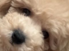 -翊宠yipet猫狗购宠庄园犬舍•猫舍