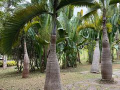 -中国科学院西双版纳热带植物园