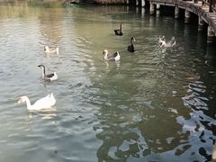 -溱湖国家湿地公园