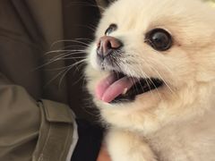 -美联众合动物医院·24h京西诊疗中心
