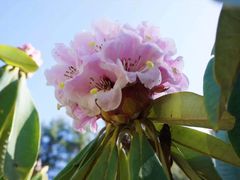 -硗碛藏寨·神木垒景区