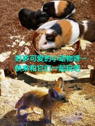 -未来动物城动物主题公园(大悦城店)