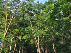 -火炉山森林公园