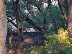 -上海醉白池公园