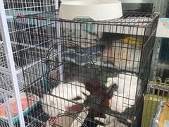 -保定市花鸟鱼虫市场